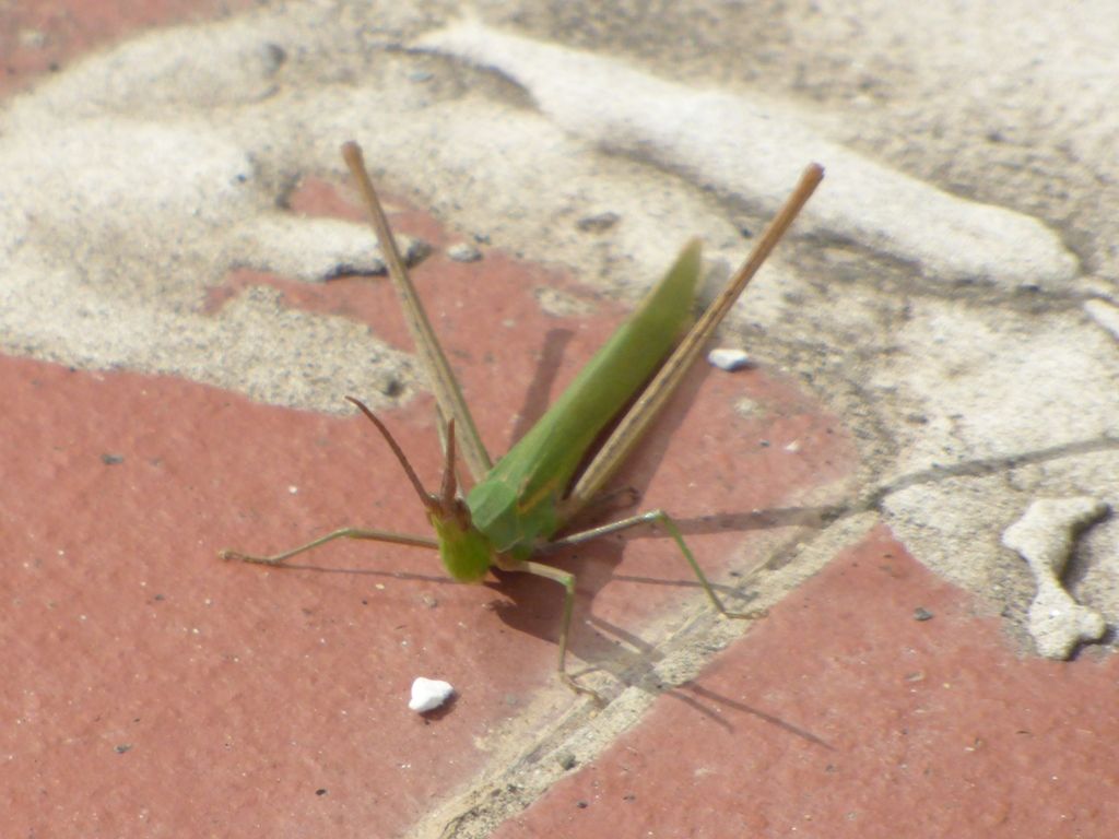 Acrida ungarica mediterranea